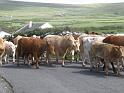 20100731a Wachten op de koeien naar hun stal
